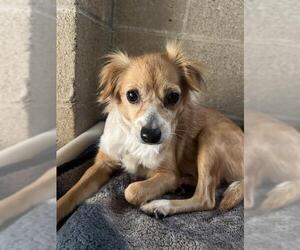 Chihuahua Dogs for adoption in Ojai, CA, USA