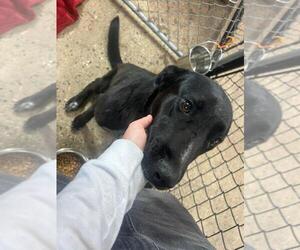 Labrador Retriever-Unknown Mix Dogs for adoption in Calgary, Alberta, Canada