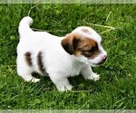 Small #2 Russell Terrier