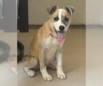 Small #1 Mutt