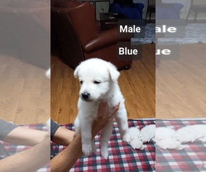 German Shepherd Dog Puppy for sale in PELZER, SC, USA