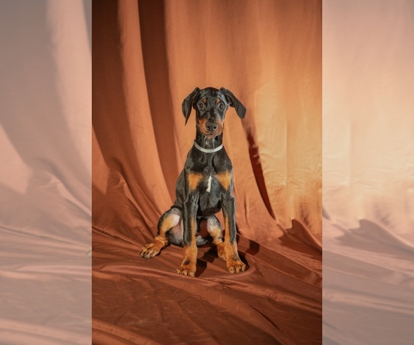 Medium Photo #4 Doberman Pinscher Puppy For Sale in RIVERDALE, MD, USA