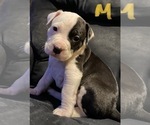 Small Photo #13 American Pit Bull Terrier Puppy For Sale in ELMA, WA, USA