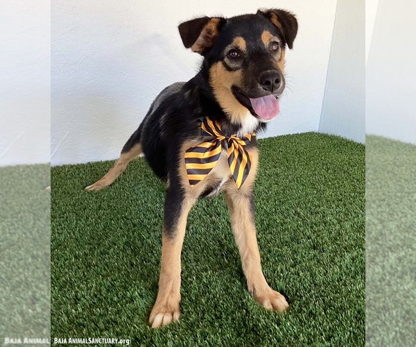 Medium Photo #8 Australian Shepherd-Unknown Mix Puppy For Sale in San Diego, CA, USA