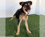 Small #7 Australian Shepherd Mix