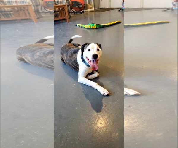 Medium Photo #3 American Staffordshire Terrier-Unknown Mix Puppy For Sale in Bardstown, KY, USA