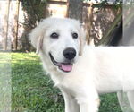 Small #4 Great Pyrenees
