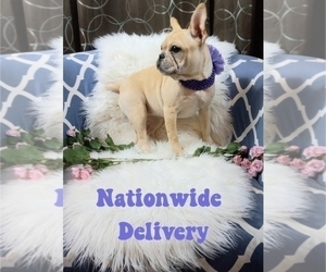 French Bulldog Puppy for sale in CARTHAGE, TX, USA