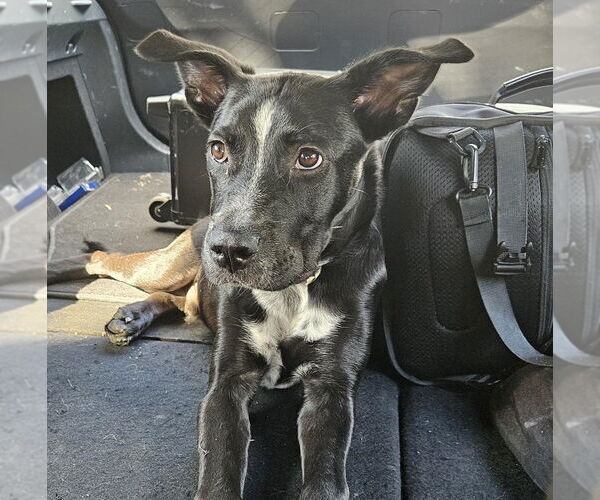 Medium Photo #13 Shepradors Puppy For Sale in HOUSTON, TX, USA