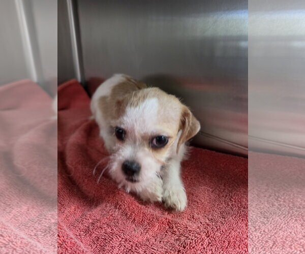 Medium Photo #1 Shih Tzu-Unknown Mix Puppy For Sale in Pipe Creek, TX, USA
