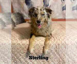 Australian Shepherd Dogs for adoption in Palatine/Kildeer/Buffalo grove, IL, USA