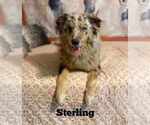 Small Australian Shepherd