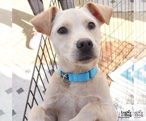 Labrador Retriever-Retriever  Mix Dogs for adoption in Washington, DC, USA