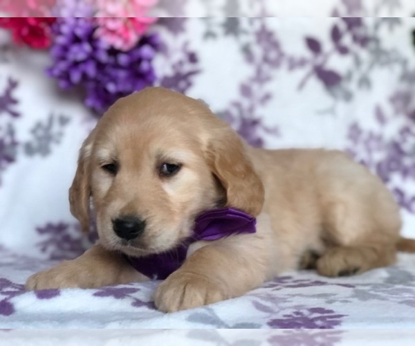 Medium Photo #2 Golden Retriever Puppy For Sale in CLAY, PA, USA