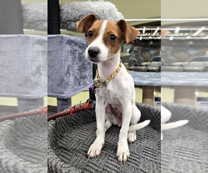 Jack Russell Terrier Dog for Adoption in SAN FRANCISCO, California USA