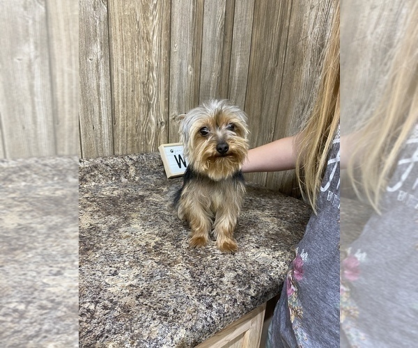 Medium Photo #1 Yorkshire Terrier Puppy For Sale in MYRTLE, MO, USA