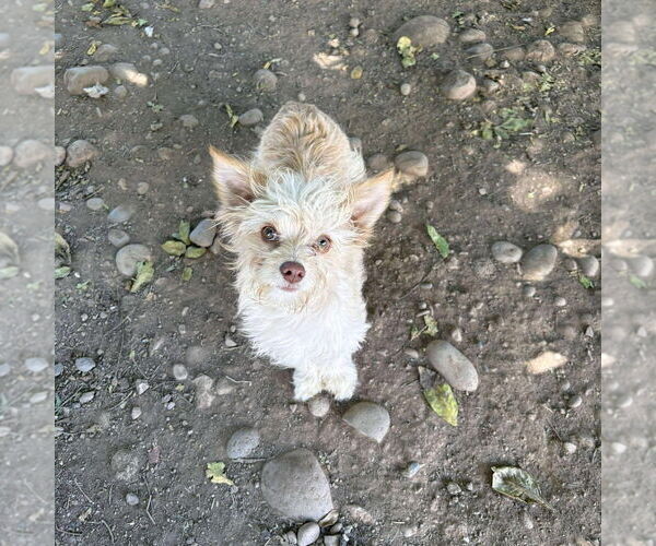Medium Photo #3 Maltese-Spaniel Mix Puppy For Sale in Chico, CA, USA