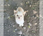 Small #2 Maltese-Spaniel Mix
