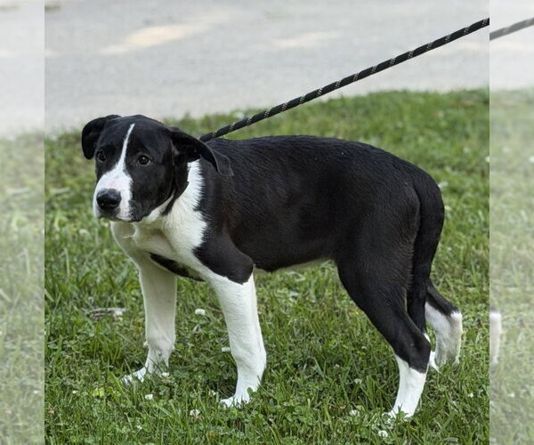 Medium Photo #2 Mutt Puppy For Sale in Yardley, PA, USA