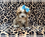 Small #2 Cockapoo (Miniature)
