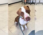 Small #11 American Staffordshire Terrier-Labrador Retriever Mix