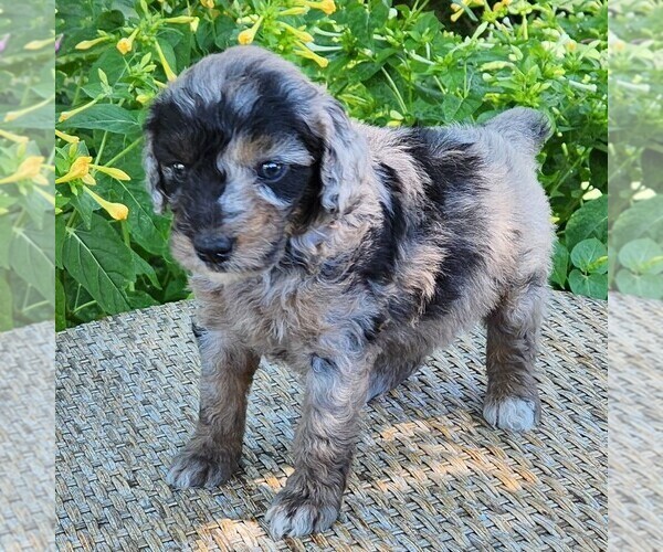 Medium Photo #7 Aussiedoodle Miniature  Puppy For Sale in COLUMBIA, TN, USA
