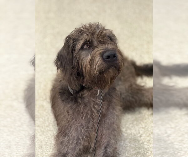 Medium Photo #2 Mutt Puppy For Sale in Valrico, FL, USA