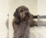 Small #1 Mutt