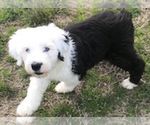 Small #1 Old English Sheepdog