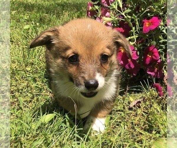 Medium Photo #2 Pembroke Welsh Corgi Puppy For Sale in SANTA MONICA, CA, USA