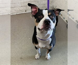 Mutt Dogs for adoption in San Bernardino, CA, USA