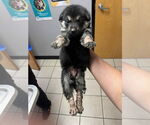 Small #3 Huskies  Mix