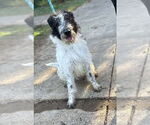 Small #13 Mutt