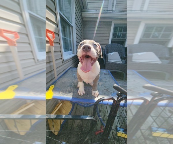 Medium Photo #45 American Bully Puppy For Sale in HARRISBURG, PA, USA