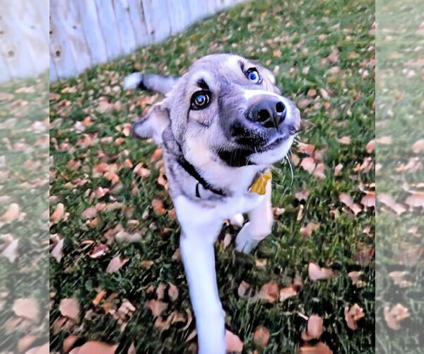 Medium Photo #10 Mutt Puppy For Sale in Sandy, UT, USA