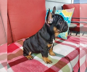 French Bulldog Puppy for sale in SHERIDAN, OR, USA
