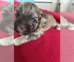 Small Photo #2 Havanese Puppy For Sale in JEFFERSON, GA, USA