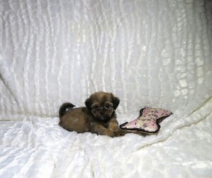 Shorkie Tzu Puppy for sale in COOKEVILLE, TN, USA