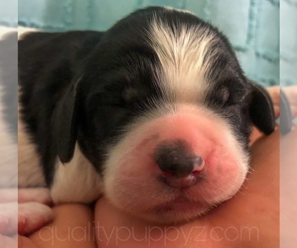 Medium Photo #3 Springerdoodle Puppy For Sale in ANZA, CA, USA