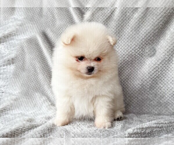Medium Photo #1 Pomeranian Puppy For Sale in DAWSONVILLE, GA, USA