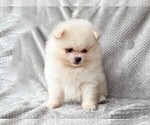 Image preview for Ad Listing. Nickname: WILLOW