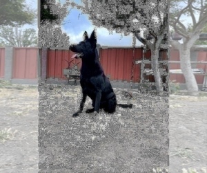 German Shepherd Dog Puppy for sale in HAYWARD, CA, USA