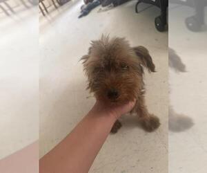 Mutt Dogs for adoption in San Antonio, TX, USA