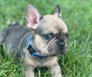 French Bulldog Puppy for sale in INDIANAPOLIS, IN, USA