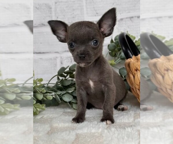 Medium Photo #16 Chihuahua Puppy For Sale in AVENEL, NJ, USA