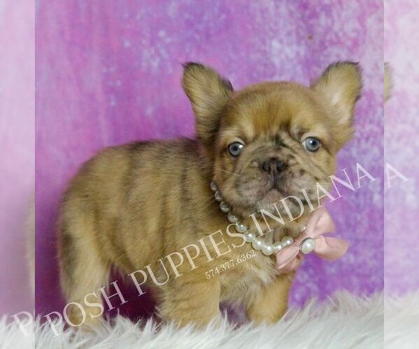 Medium Photo #13 French Bulldog Puppy For Sale in WARSAW, IN, USA