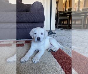 Labrador Retriever Puppy for sale in GREENFIELD, WI, USA