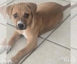 Small Photo #3 Labrador Retriever-Unknown Mix Puppy For Sale in Washington, DC, USA