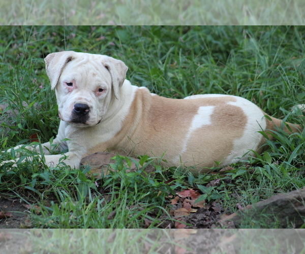 Medium Photo #4 American Bulldog Puppy For Sale in PARIS, TN, USA