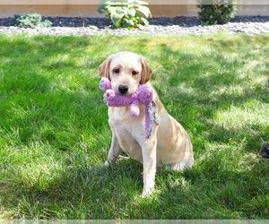 Labrador Retriever Puppy for sale in SYRACUSE, IN, USA